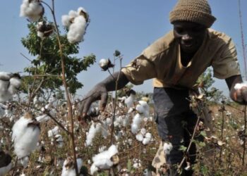 Campagne agricole 2025-2026 au Bénin : des prix officiels pour soutenir les producteurs de coton