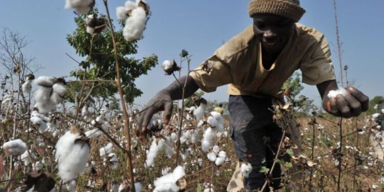 Campagne agricole 2025-2026 au Bénin : des prix officiels pour soutenir les producteurs de coton