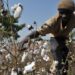 Campagne agricole 2025-2026 au Bénin : des prix officiels pour soutenir les producteurs de coton