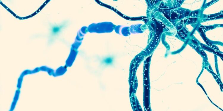 Neurogenèse adulte : la région cérébrale de la mémoire produit constamment de nouveaux neurones