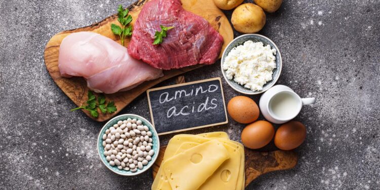 Un acide aminé sous surveillance : comment l&rsquo;isoleucine influence notre espérance de vie