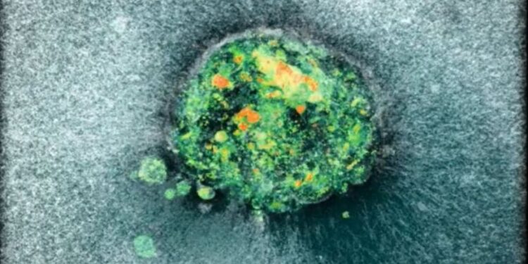 Première mondiale : des chercheurs filment l&rsquo;implantation d&rsquo;un embryon humain