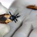 Le CDC alerte sur la progression inquiétante de la maladie de Chagas aux États-Unis